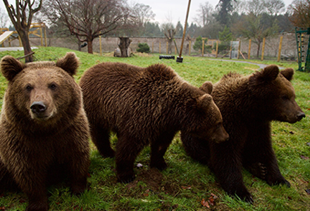 Wildlife Camp